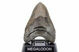 Huge, Fossil Megalodon Tooth - North Carolina #219992-2